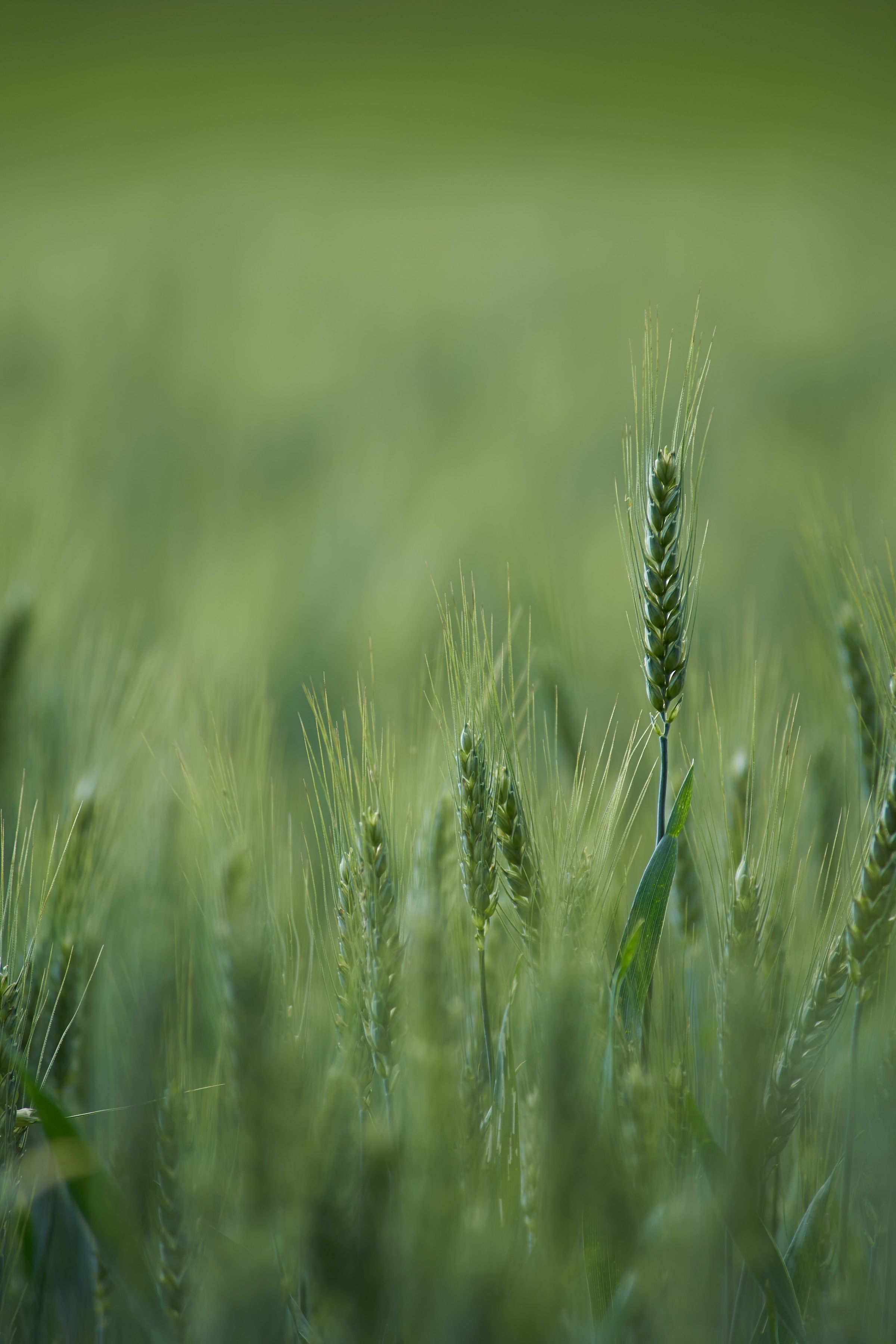 wolfgang-hasselmann-UcNhoxAs6PQ-unsplash (1)