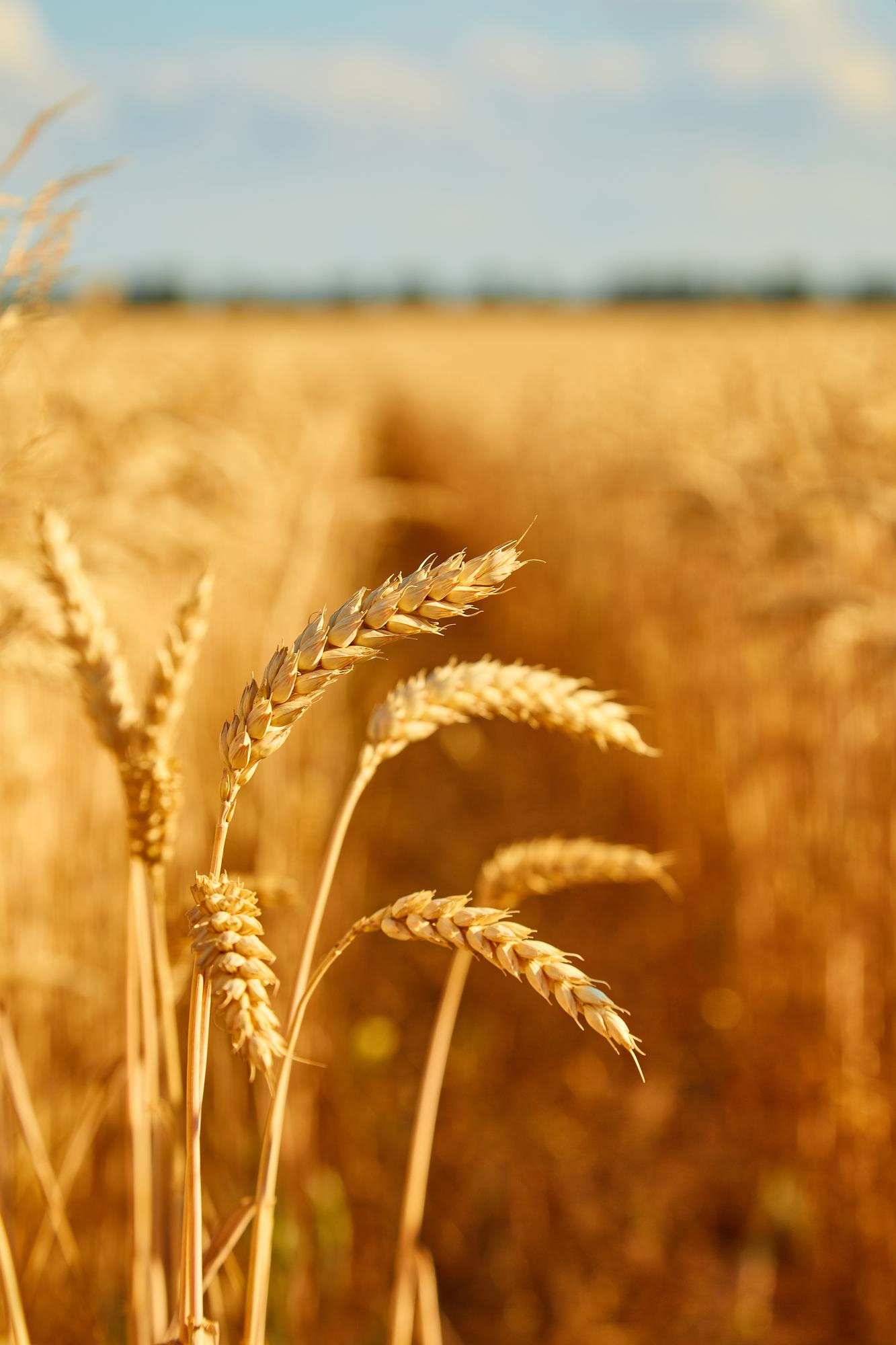 field-with-spikelets-close-up-background-with-wheat-spikelets