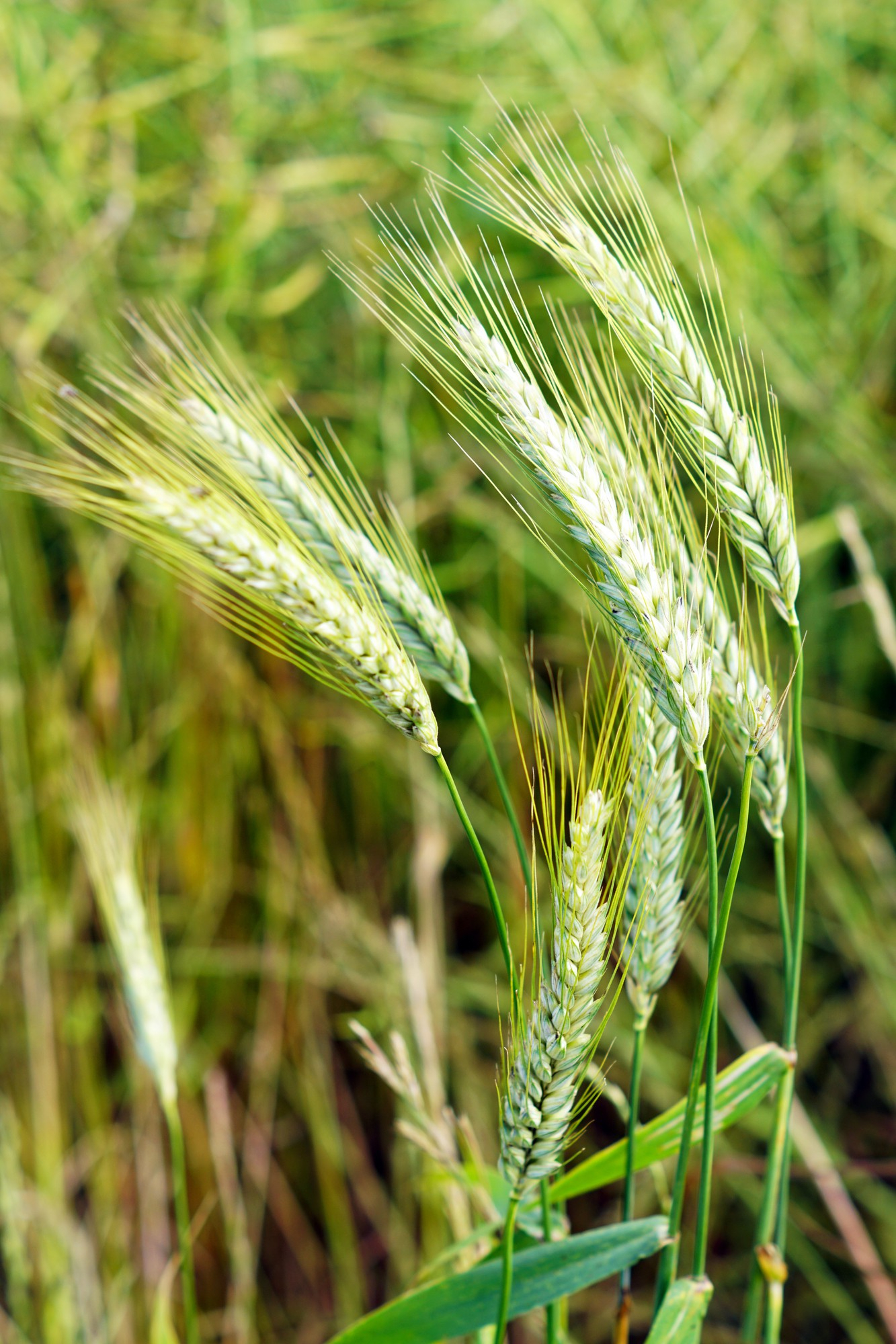 selective-focus-shot-green-wheat-wind